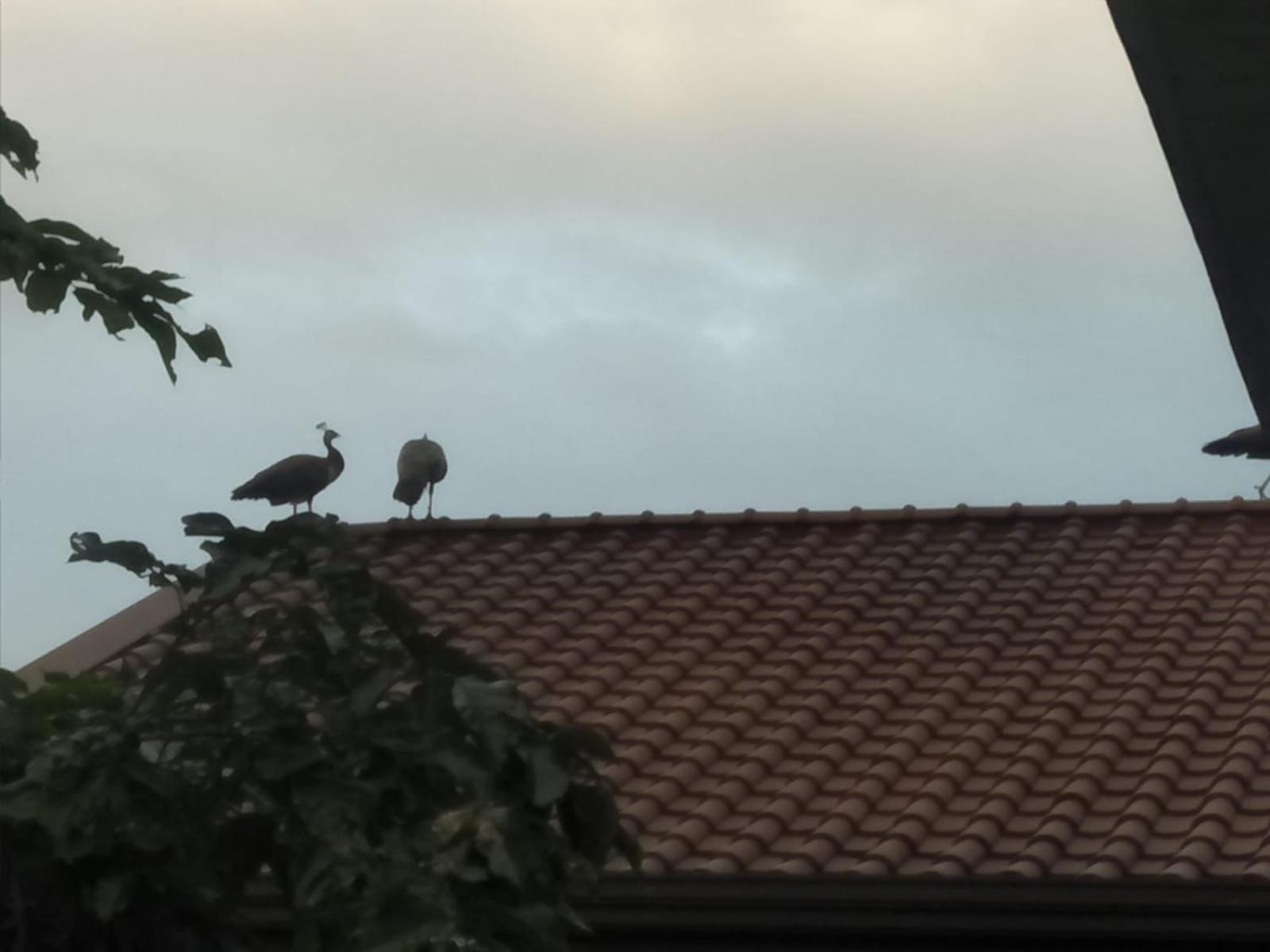 Lush Ayu Villa Ja-Ela Buitenkant foto